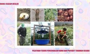 teknik-pencegahan-hama-terpadu_9414f9c8b.jpg